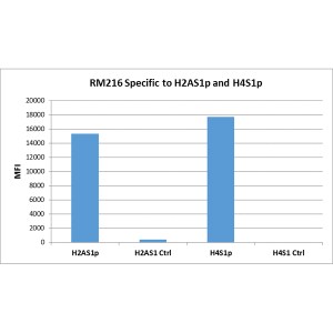 Histone H2AE [p Ser1] Antibody (RM216)