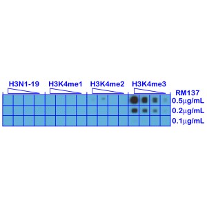 Histone H3 [Trimethyl Lys4] Antibody (RM137)