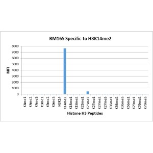 Histone H3 [Dimethyl Lys14] Antibody (RM165)