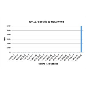 Histone H3 [Trimethyl Lys79] Antibody (RM157)