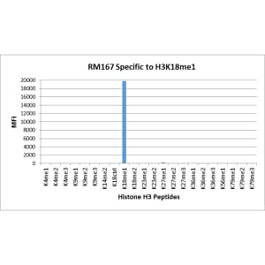 Histone H3 [Monomethyl Lys18] Antibody (RM167)