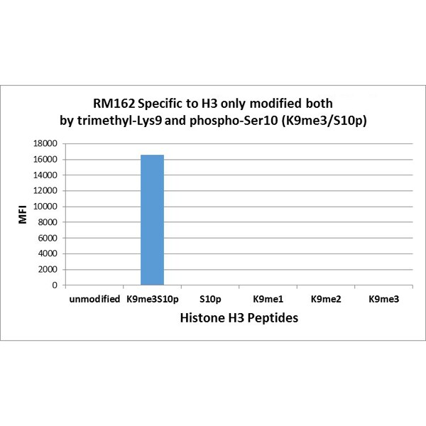 Histone H3 [p Ser10, Trimethyl Lys9] Antibody (RM162)
