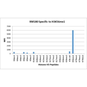 Histone H3 [Monomethyl Lys56] Antibody (RM180)
