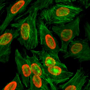 Histone H3 [Dimethyl Lys9] Antibody (RM151)