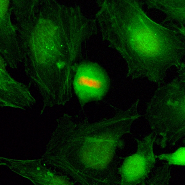 Histone H4 [p Ser1] Antibody (RM194)