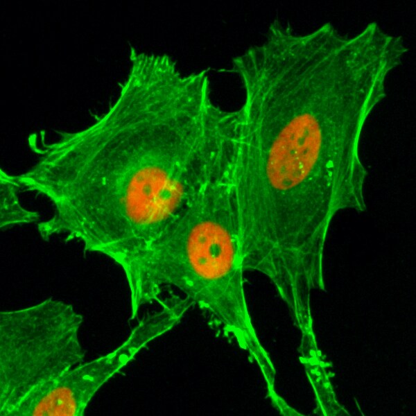 Histone H4 [ac Lys20] Antibody (RM205)