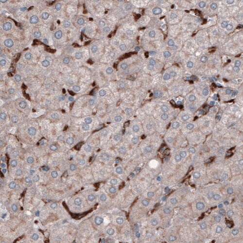 FCRN/FCGRT Antibody (CL3640) - BSA Free Immunohistochemistry-Paraffin: FCRN/FCGRT Antibody (CL3640) [NBP2-61627]