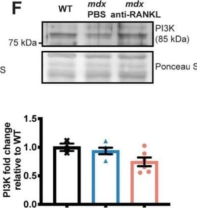 TRANCE/TNFSF11/RANK L Antibody (8A7B9) - BSA Free