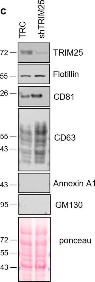 TRIM25 Antibody (5B5B12) - BSA Free