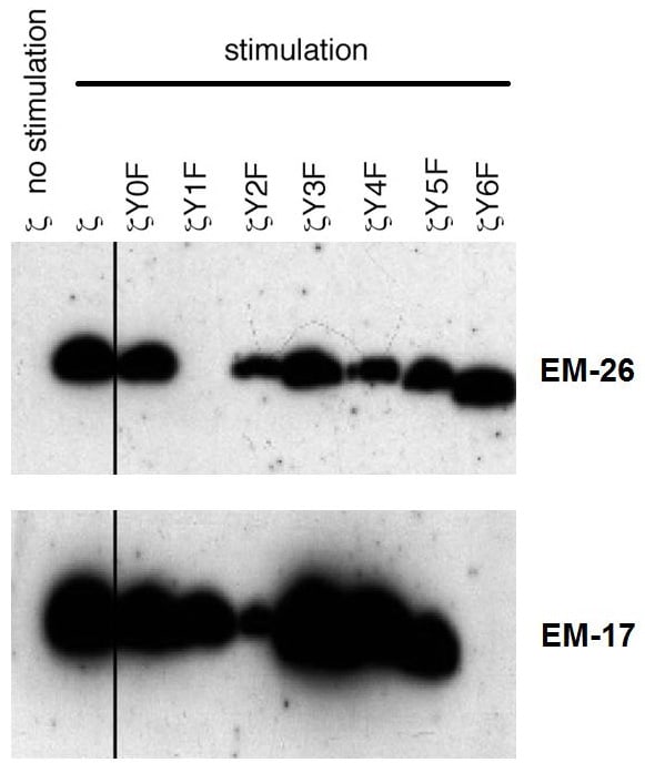 CD3 zeta [p Tyr72] Antibody (EM-26) Flow Cytometry: CD3 zeta [p Tyr72] Antibody (EM-26) [NBP2-62193]