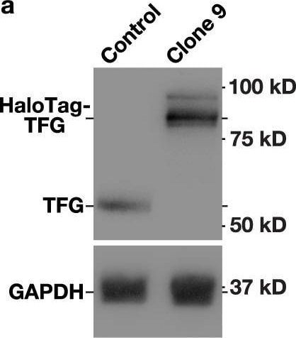 TFG Antibody (TFG-03) - BSA Free