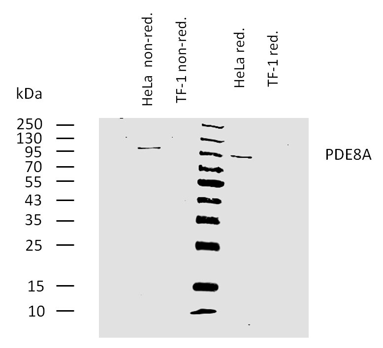 PDE8A Antibody (EM-52) Western Blot: PDE8A Antibody (EM-52) [NBP2-62213]