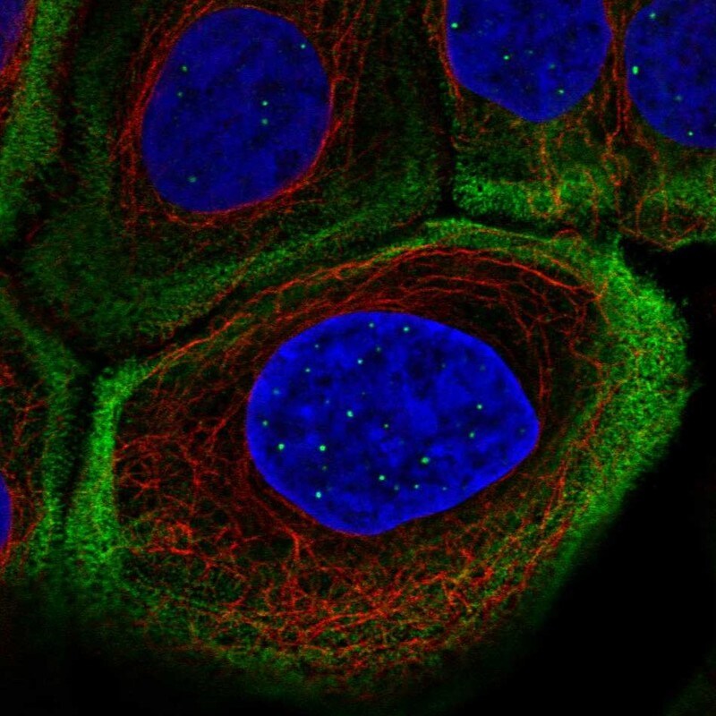 non-muscle Myosin IIA Antibody Immunocytochemistry/Immunofluorescence: non-muscle Myosin IIA Antibody [NBP2-62644]