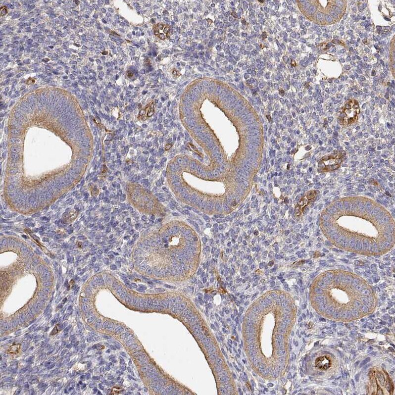 non-muscle Myosin IIA Antibody