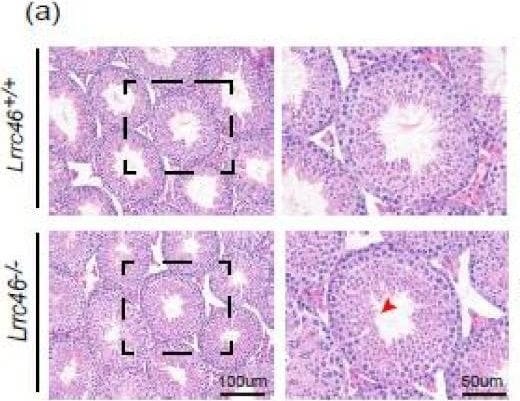 LRRC46 Antibody - BSA Free