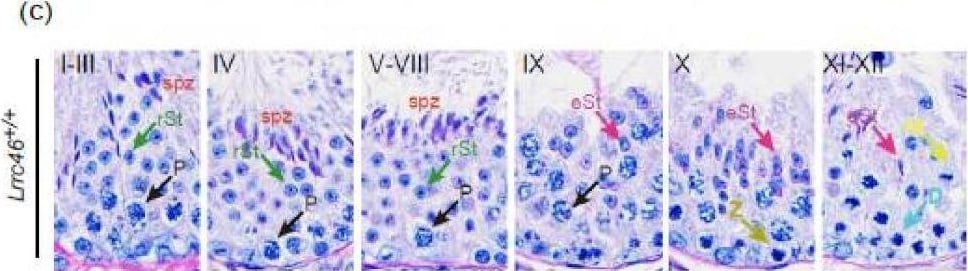 LRRC46 Antibody - BSA Free