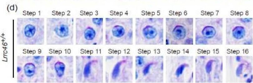 LRRC46 Antibody - BSA Free