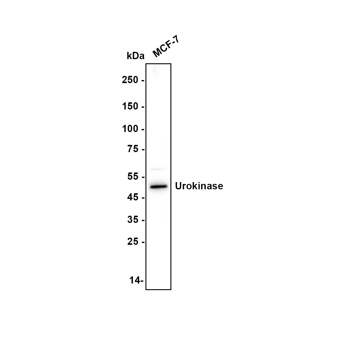 u-Plasminogen Activator/Urokinase Antibody (JM106-09) Western Blot: u-Plasminogen Activator/Urokinase Antibody (JM106-09) [NBP2-66766]