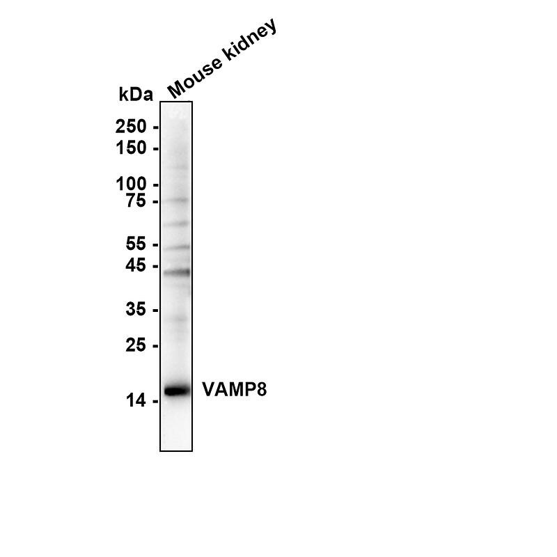 VAMP-8 Antibody (JF0963) Western Blot: VAMP-8 Antibody (JF0963) [NBP2-66777]