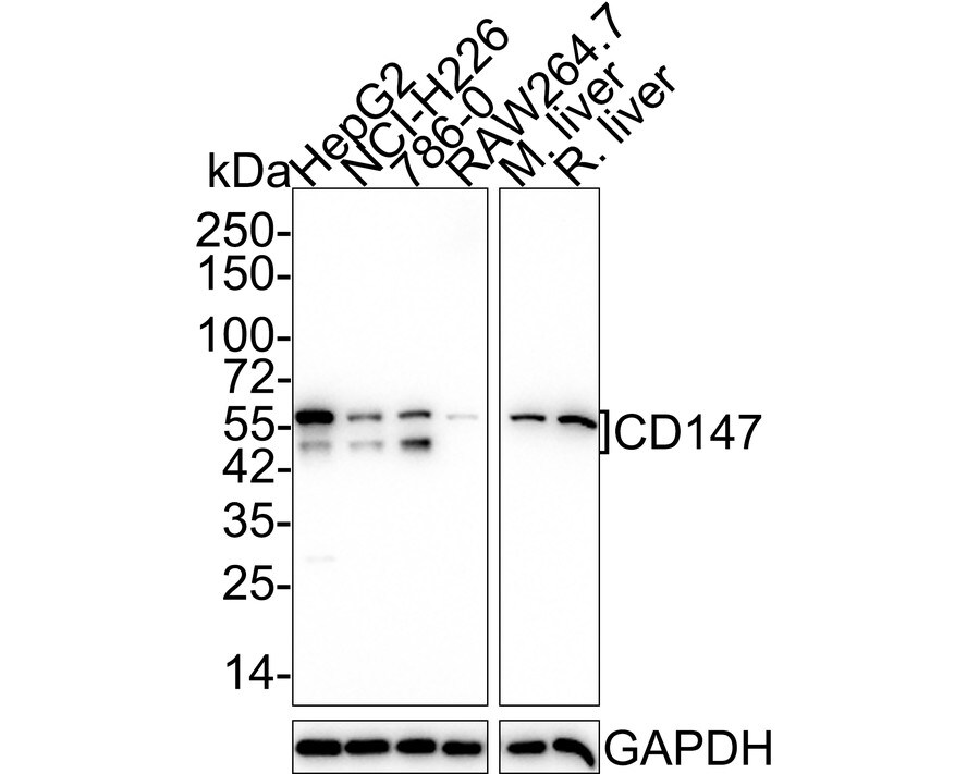 EMMPRIN/CD147 Antibody (JF1-045) Western Blot: EMMPRIN/CD147 Antibody (JF1-045) [NBP2-66820]