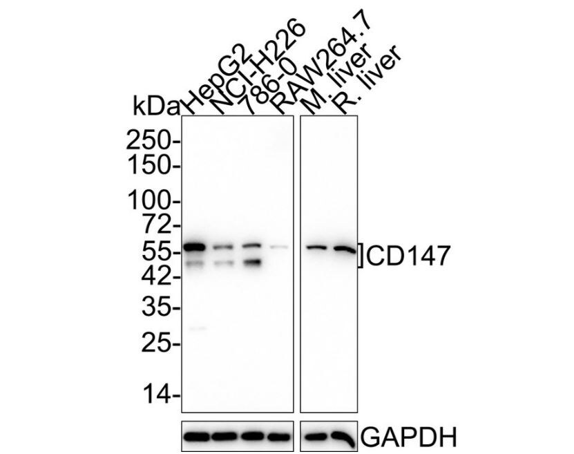 EMMPRIN/CD147 Antibody (JF1-045)