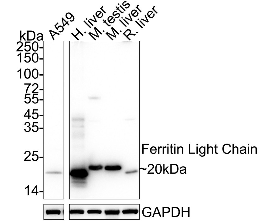 Ferritin Light Chain Antibody (JM10-37) Western Blot: Ferritin Light Chain Antibody (JM10-37) [NBP2-66836]