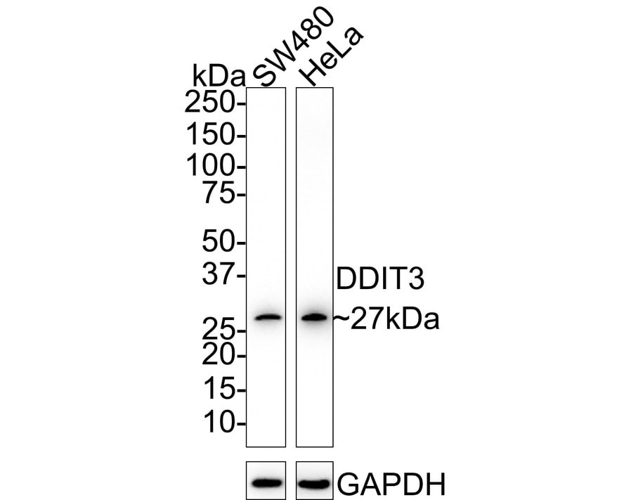 GADD153/CHOP Antibody (JM10-31) Western Blot: GADD153/CHOP Antibody (JM10-31) [NBP2-66856]