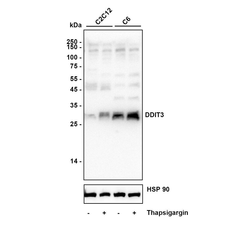 GADD153/CHOP Antibody (JM10-31) Western Blot: GADD153/CHOP Antibody (JM10-31) [NBP2-66856]