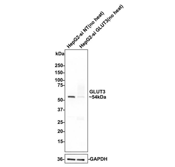 Glut3 Antibody (JA50-31)