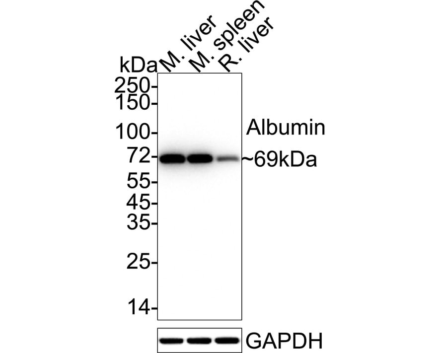 Human Serum Albumin Antibody (JF32-10) Western Blot: Human Serum Albumin Antibody (JF32-10) [NBP2-66894]