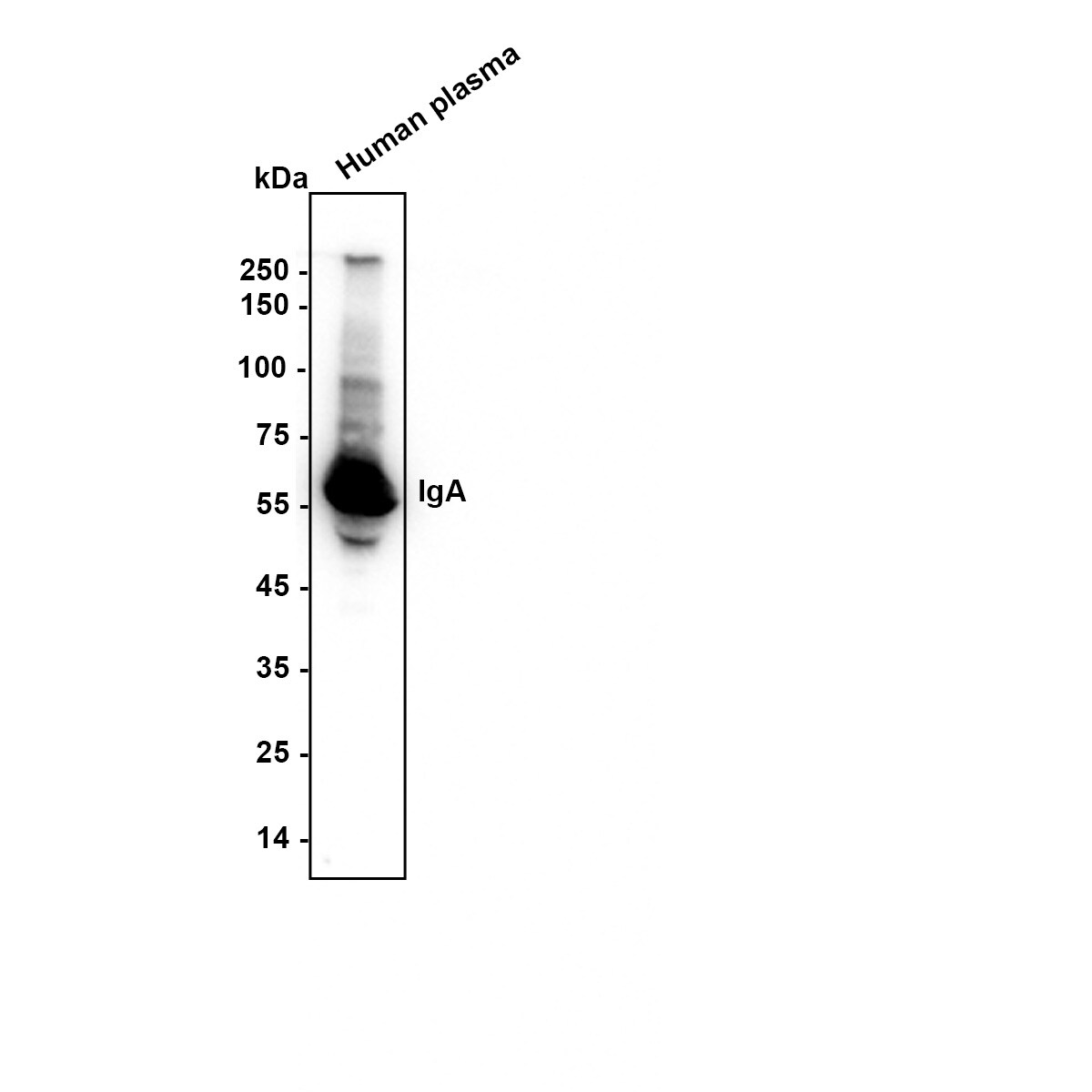 IgA Antibody (JM10-42) Western Blot: IgA Antibody (JM10-42) [NBP2-66901]