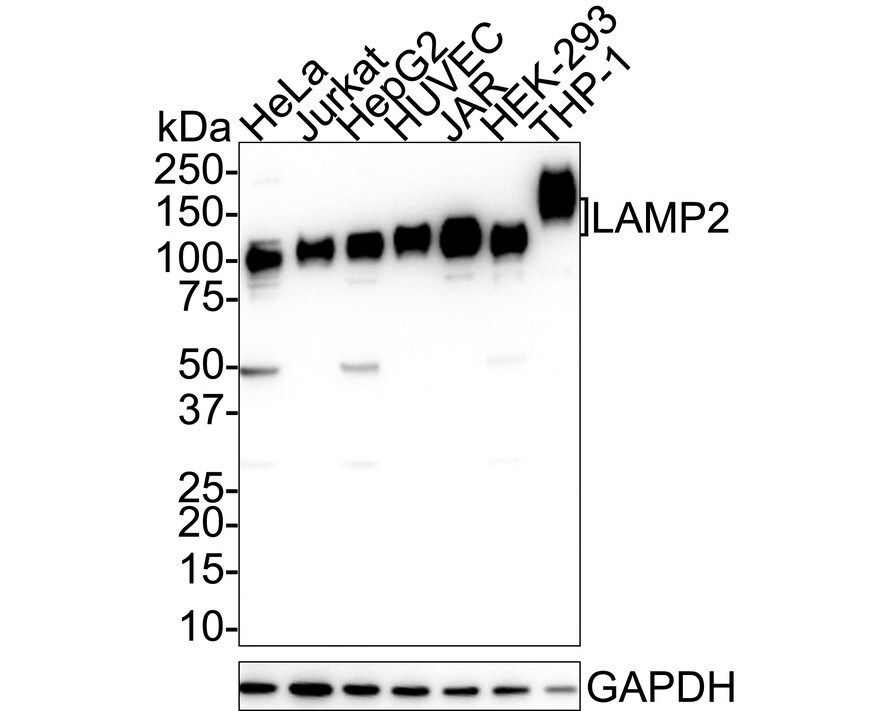 LAMP-2/CD107b Antibody (C9-9) Western Blot: LAMP-2/CD107b Antibody (C9-9) [NBP2-66929]
