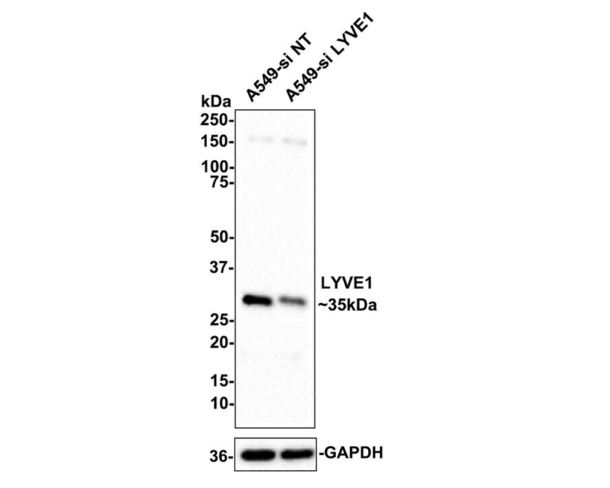 LYVE-1 Antibody (JF0979)