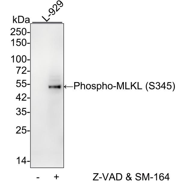 MLKL [p Ser345] Antibody (JM92-37) Western Blot: MLKL [p Ser345] Antibody (JM92-37) [NBP2-66953]