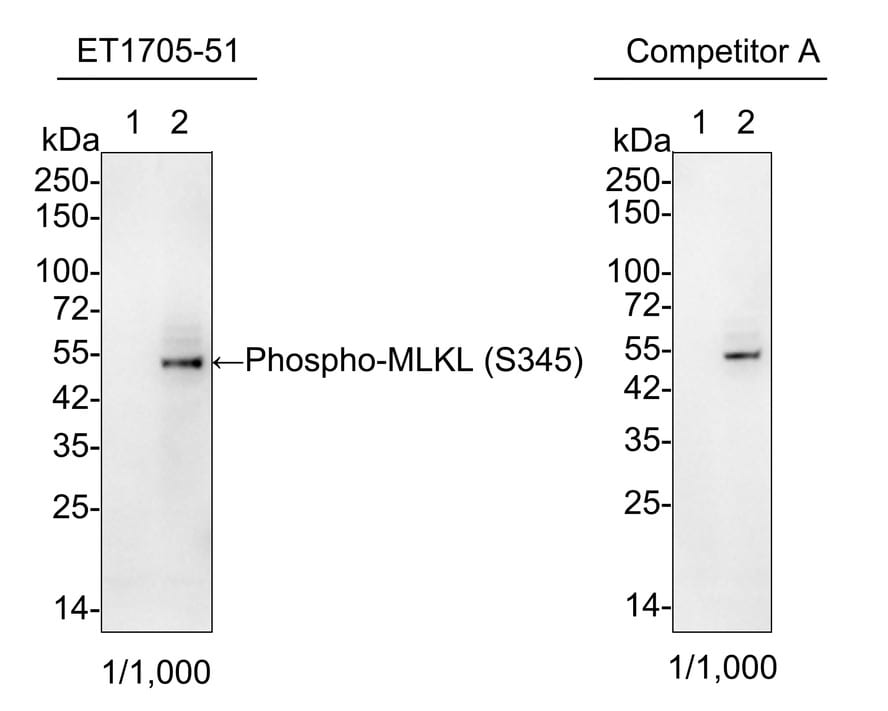MLKL [p Ser345] Antibody (JM92-37)