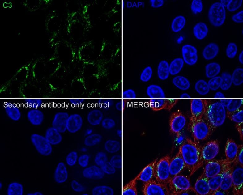 Complement C3 Antibody (JF10-30)