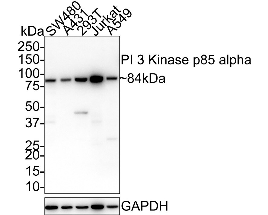 PI 3-Kinase p85 alpha Antibody (A3-D0) Western Blot: PI 3-Kinase p85 alpha Antibody (A3-D0) [NBP2-67058]