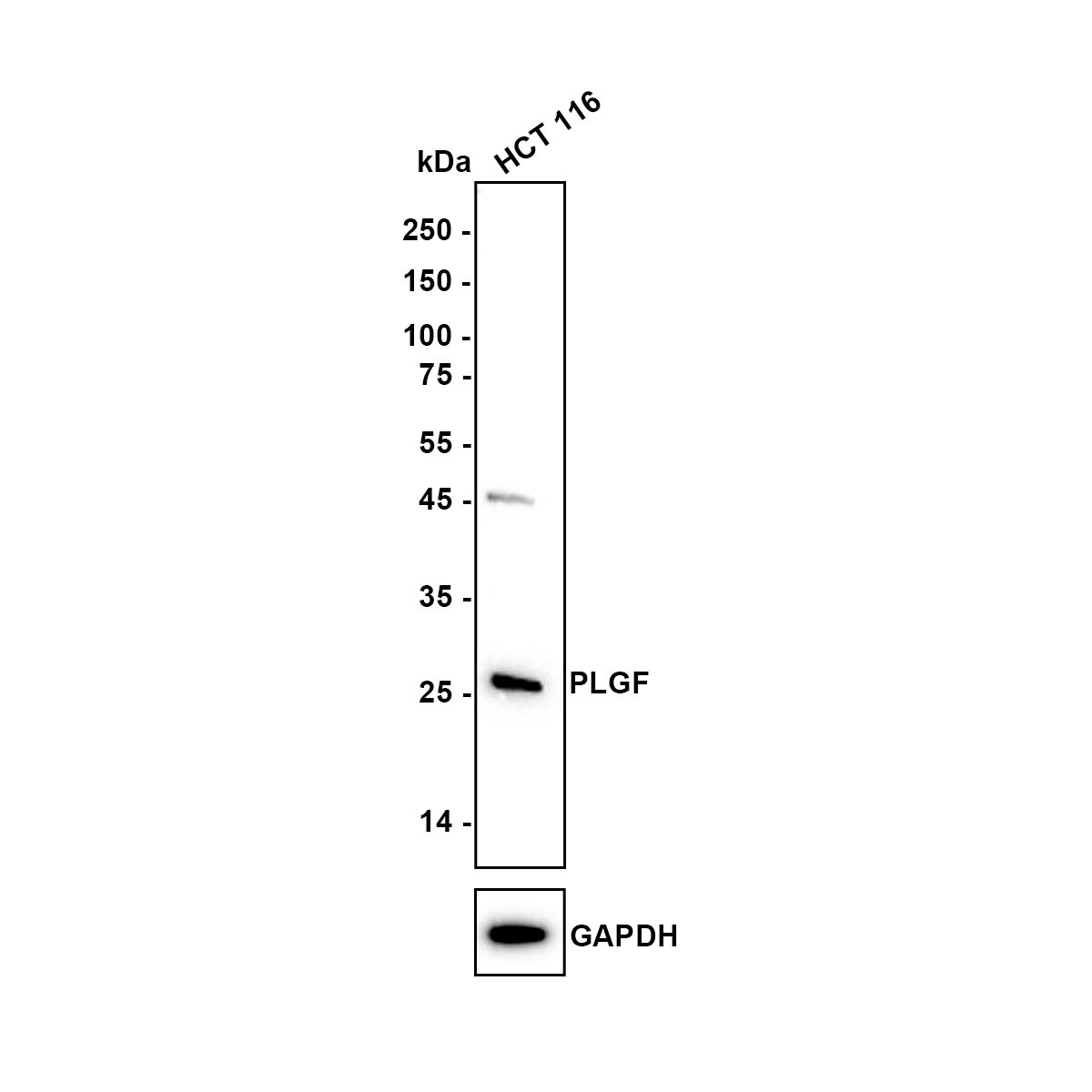 PLGF Antibody (JA63-15) Western Blot: PLGF Antibody (JA63-15) [NBP2-67067]