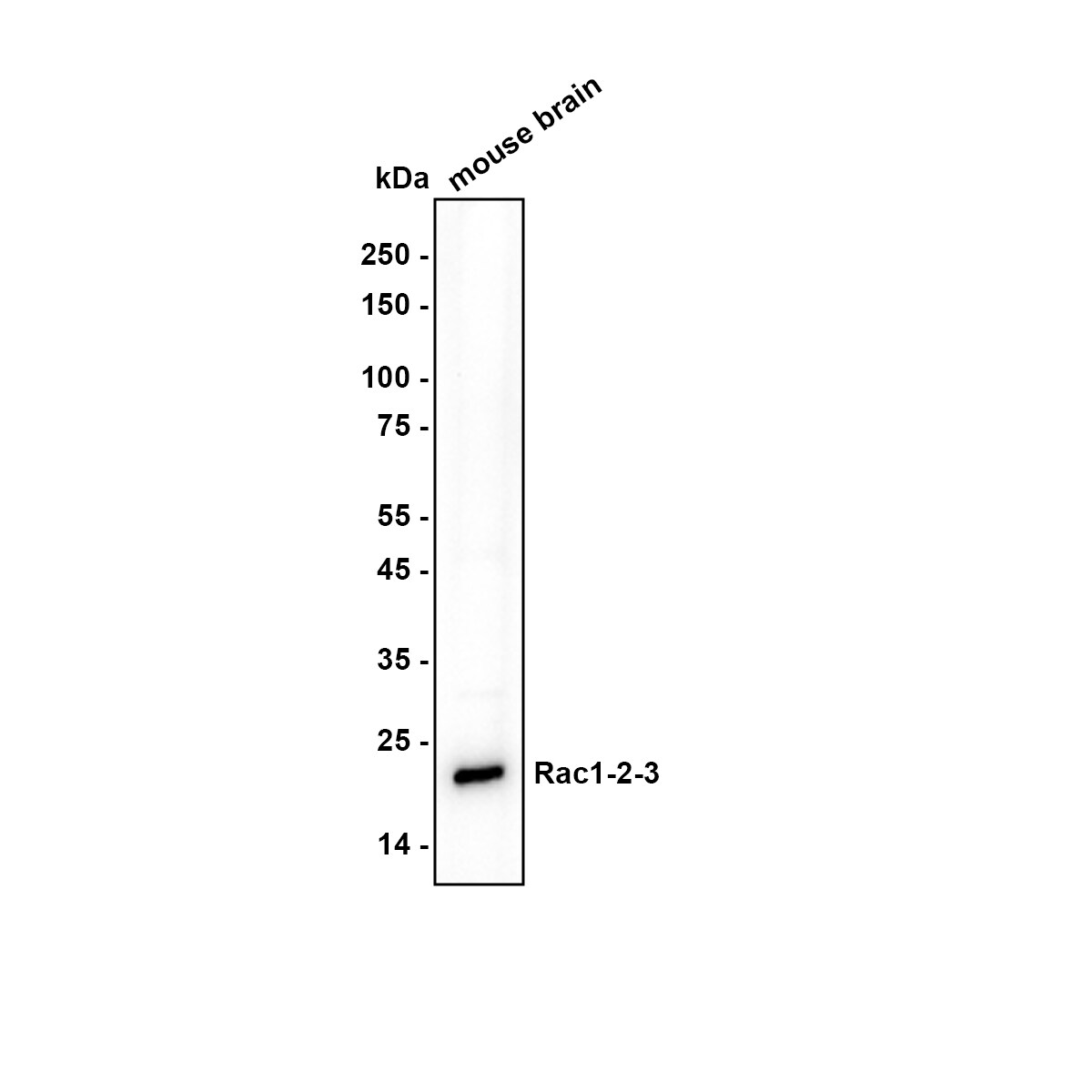 Rac1 Antibody (JM11-29) Western Blot: Rac1 Antibody (JM11-29) [NBP2-67091]
