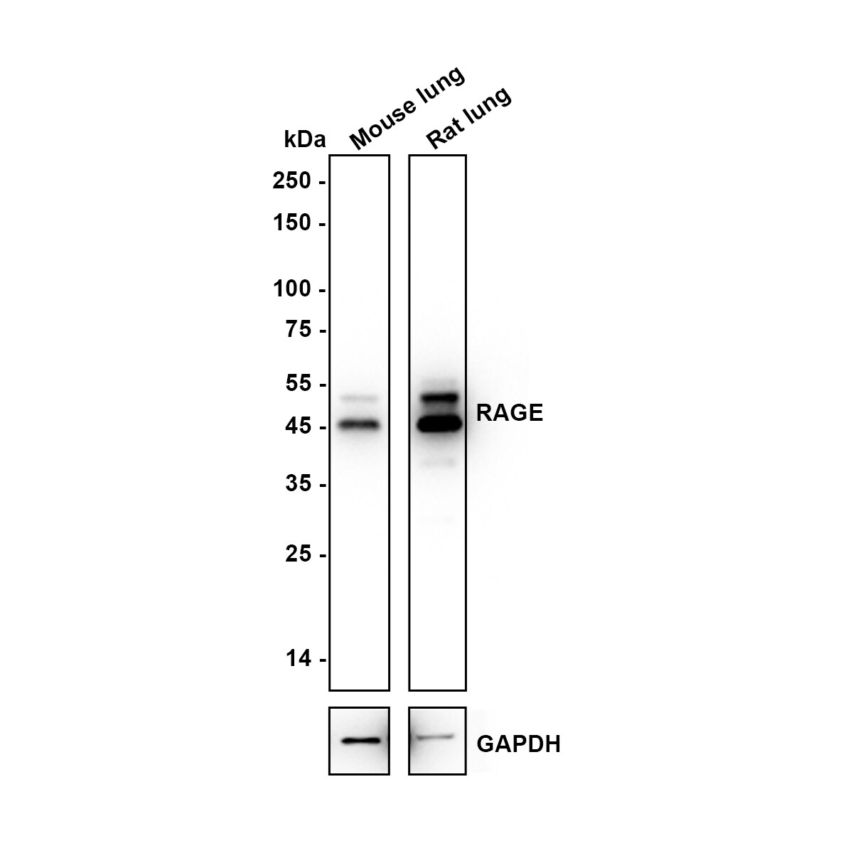 AGER Antibody (JF0975) Western Blot: AGER Antibody (JF0975) [NBP2-67095]