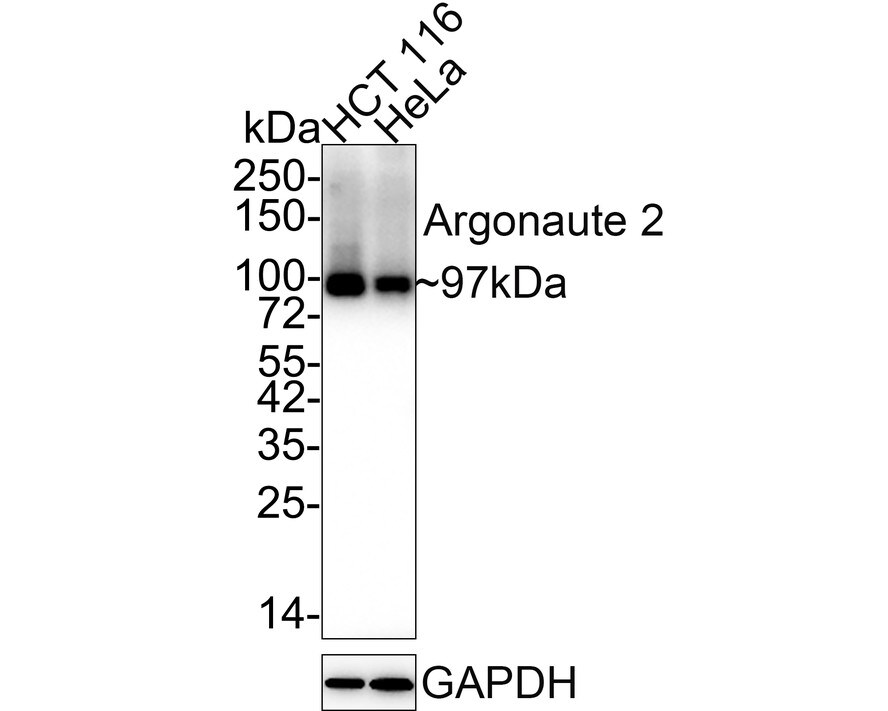 Ago2/eIF2C2 Antibody (JF0992) Western Blot: Ago2/eIF2C2 Antibody (JF0992) [NBP2-67121]