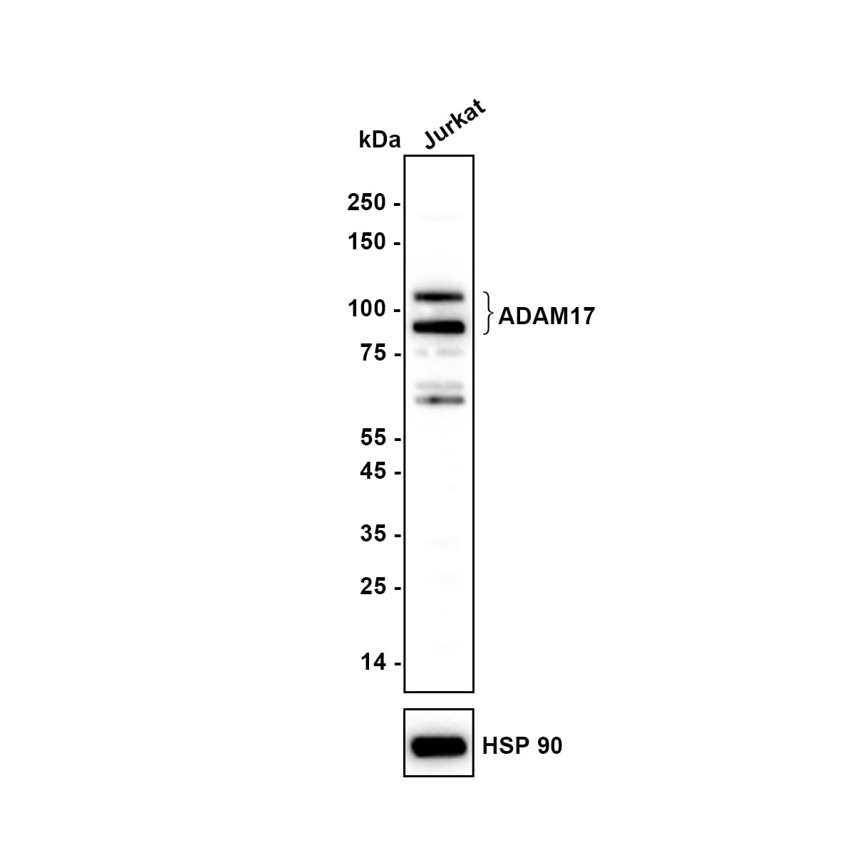 TACE/ADAM17 Antibody (JM10-35) Western Blot: TACE/ADAM17 Antibody (JM10-35) [NBP2-67179]