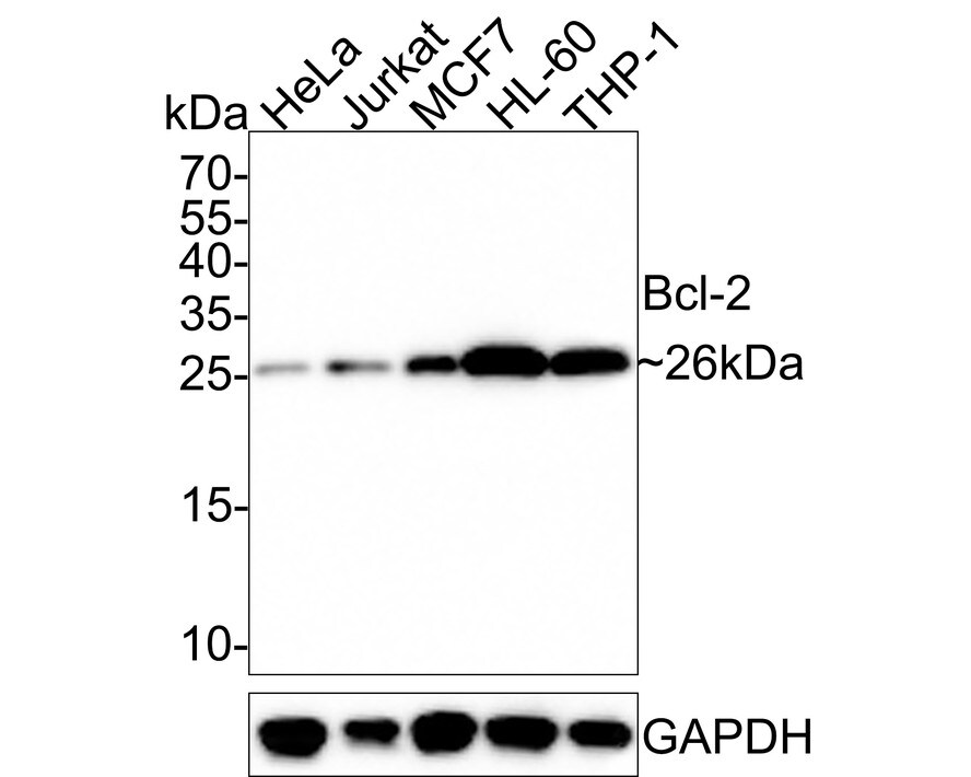 Bcl-2 Antibody (JF104-8) Western Blot: Bcl-2 Antibody (JF104-8) [NBP2-67182]
