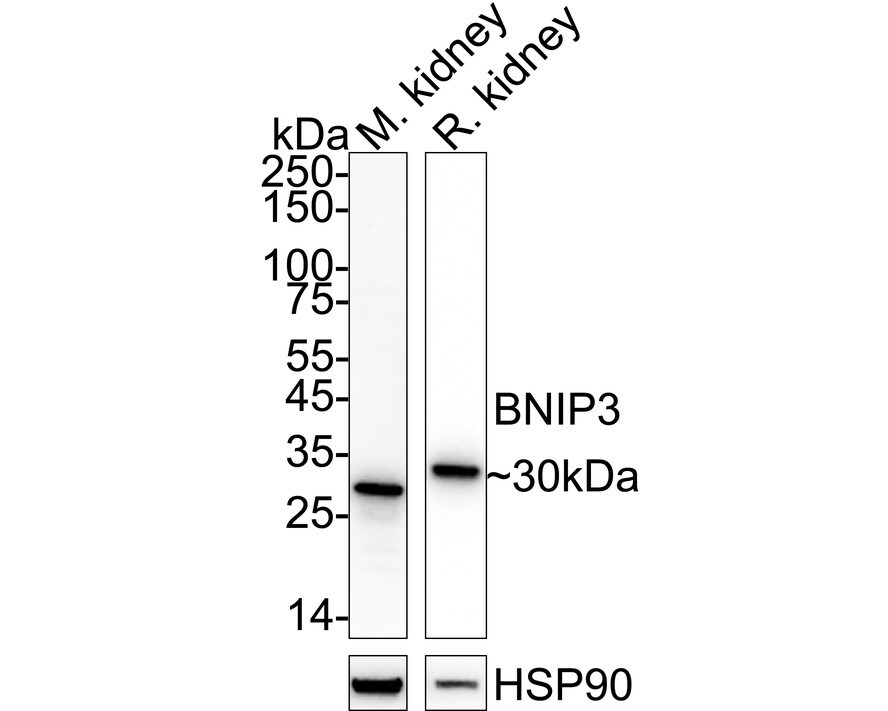 BNIP3 Antibody (JA71-10) Western Blot: BNIP3 Antibody (JA71-10) [NBP2-67192]