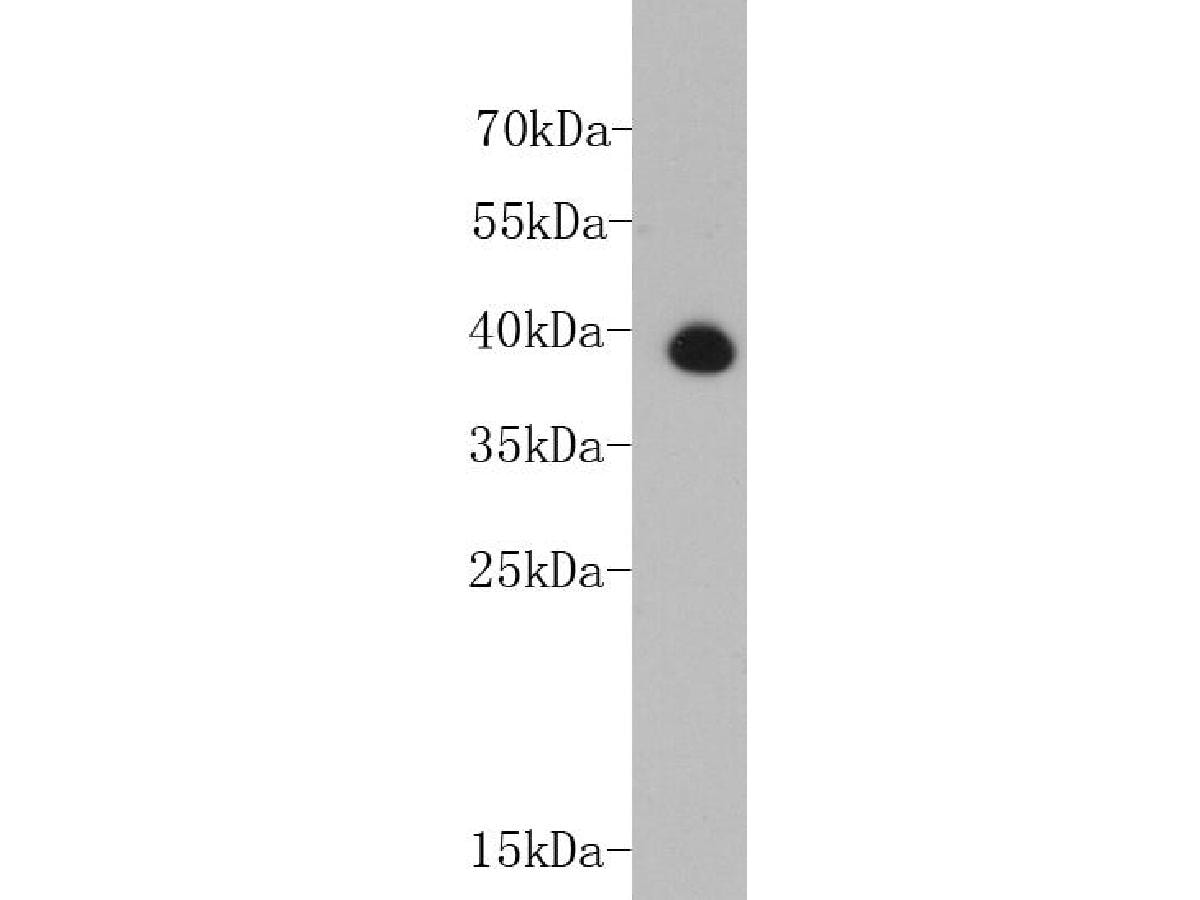 Troponin T Type 2 (cardiac) Antibody (5-C7) Western Blot: Troponin T Type 2 (cardiac) Antibody (5-C7) [NBP2-67211]