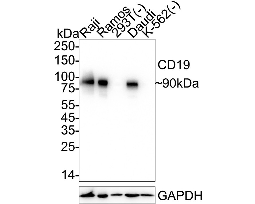 CD19 Antibody (JF100-06) Western Blot: CD19 Antibody (JF100-06) [NBP2-67229]