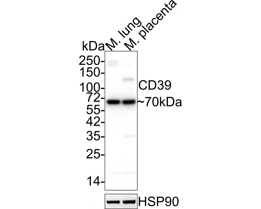 CD39/ENTPD1 Antibody (JA90-36) Western Blot: CD39/ENTPD1 Antibody (JA90-36) [NBP2-67230]
