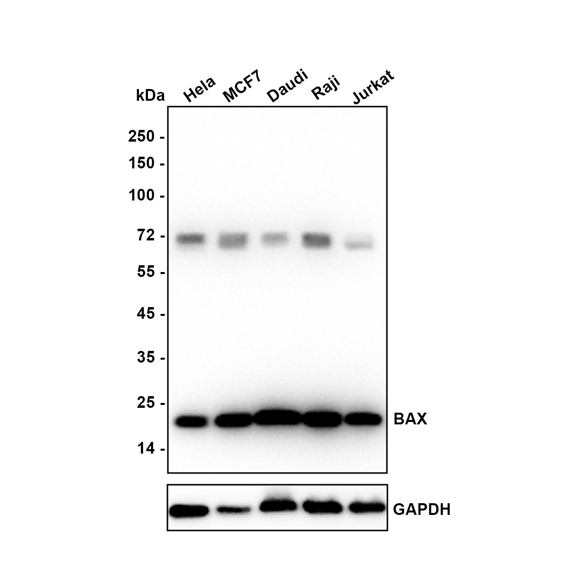 Bax Antibody Western Blot: Bax Antibody [NBP2-67285]