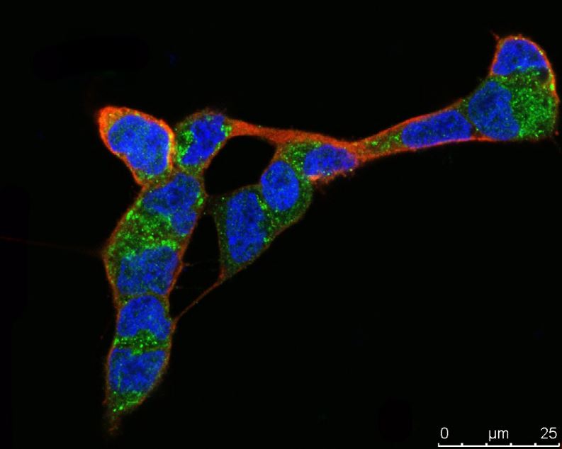 Bax Antibody