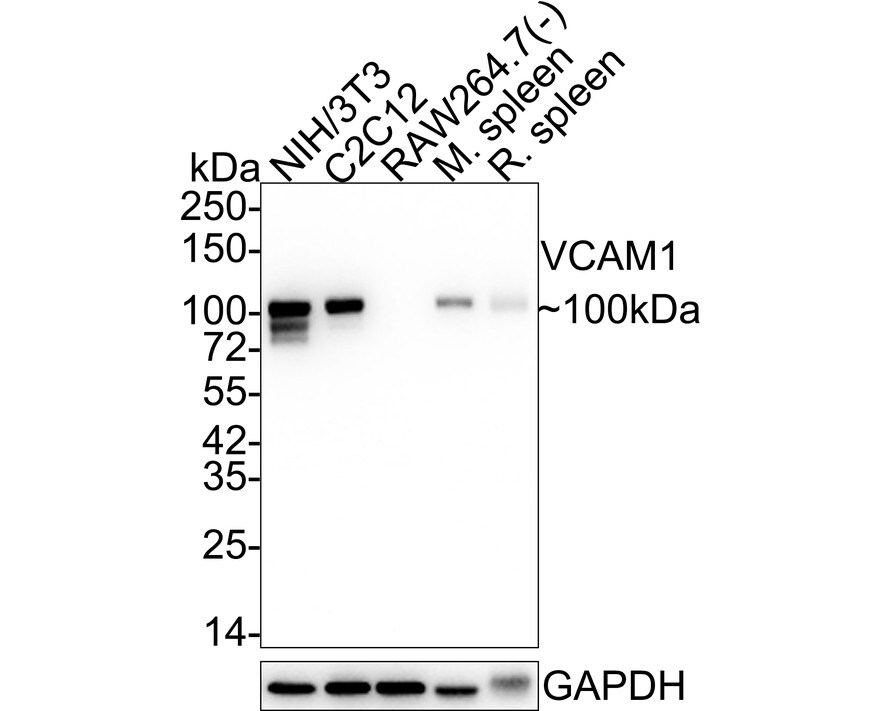 VCAM-1/CD106 Antibody (SA05-04) Western Blot: VCAM-1/CD106 Antibody (SA05-04) [NBP2-67292]